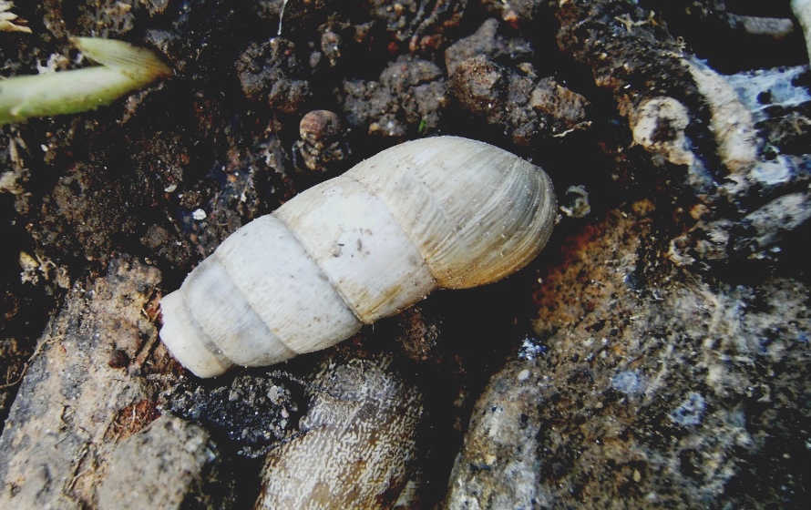 Xysticus sp.